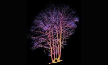 scan-arbre-triomphal.jpg